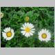 Gazania-Kiss-'White'