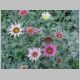 Gazania-Talent-'Rose'