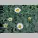 Gazania-Talent-'White'