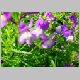 Linaria-Fantasy-'Blue'