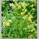 Linaria-Fantasy-'Yellow'