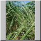 Calamagrostis acutiflora 'Karl Foerster'