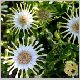 Osteospermum-Nasinga-'Cream'