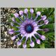 Osteospermum-Nasinga-'Pink'