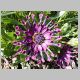 Osteospermum-Nasinga-'Purple'