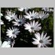 Osteospermum-Sakata-'Seaside'