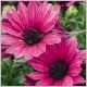 Osteospermum-Soprano-'Purple'