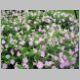 Petunia-Avalanche-'Lilac'
