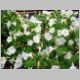 Petunia-Avalanche-'White'