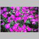 Petunia-Wave-'Pink'