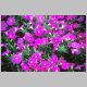 Petunia-Wave-'Pink'