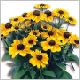 Rudbeckia-Toto-'Gold'