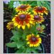 Rudbeckia-Toto-'Rustic'