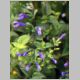 Salvia guaranitica