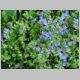 Veronica Liwanensis