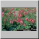 Dicentra formosa 'Adrian Bloom'