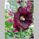 Alcea rosea 'Singles Mix'