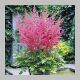 Astilbe arendsii 'Granat'