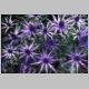 Eryngium amethystinum