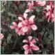 Gaura lind. 'Siskiyou Pink'
