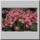 Dianthus allwoodii 'Oakington'