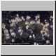 Dicentra formosa 'Snowflakes'