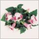 Torenia 'Pink Moon'